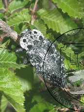 Златка фисташковая 003